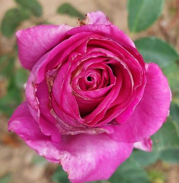  - Trandafiri 2020-2023