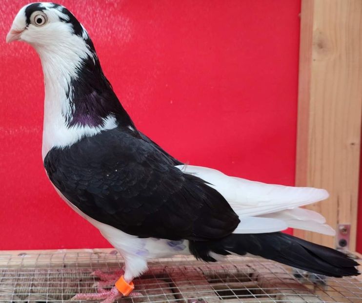  - Porumbei care mi-au aparținut 2