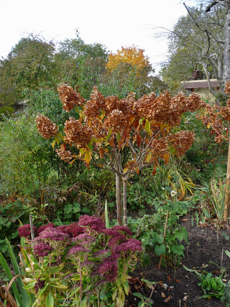  - 2021 - 03 - Toamna