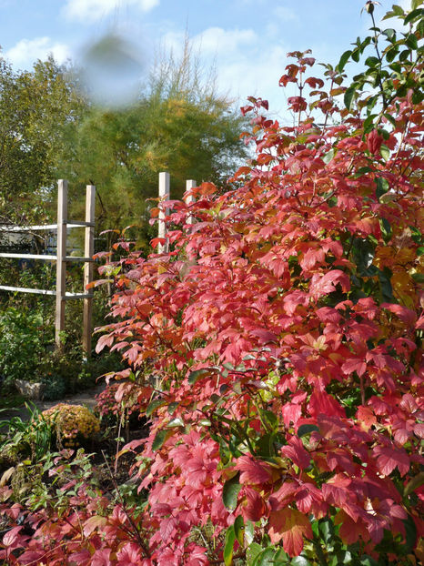  - 2021 - 03 - Toamna