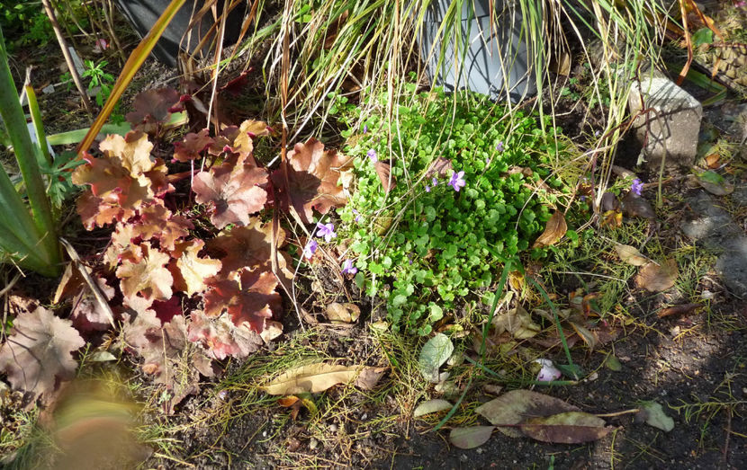  - 2021 - 03 - Toamna