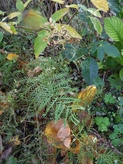  - 2021 - 03 - Toamna