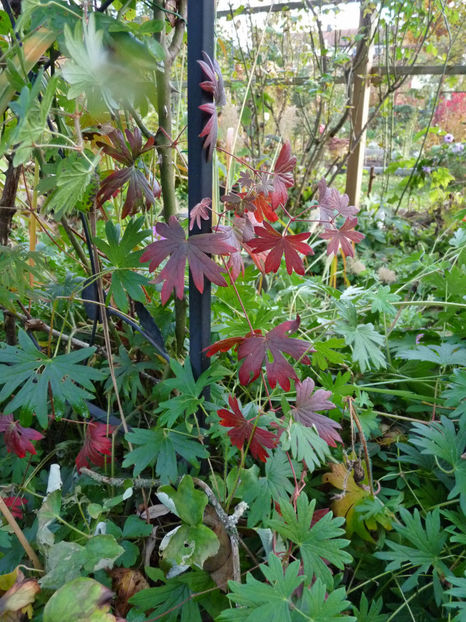  - 2021 - 03 - Toamna