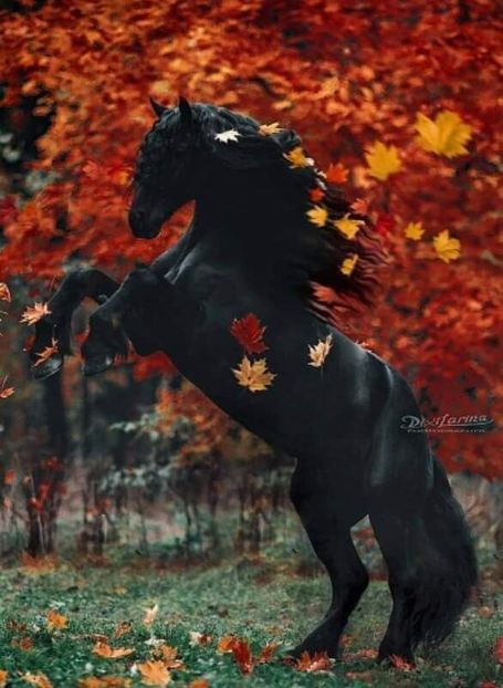  - Cai animale nobile