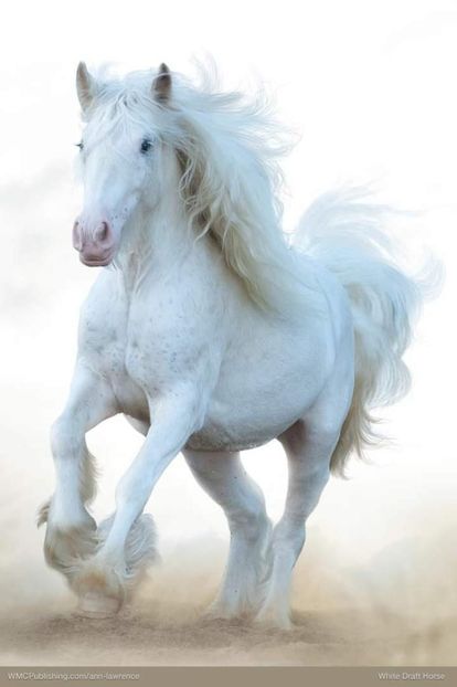  - Cai animale nobile
