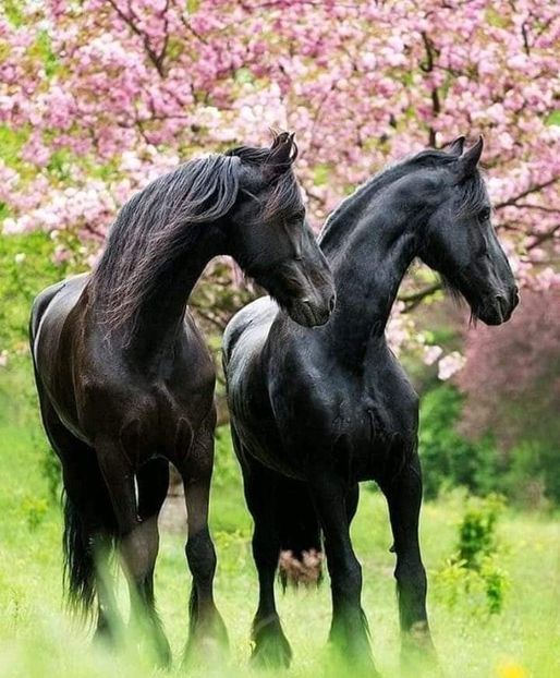  - Cai animale nobile