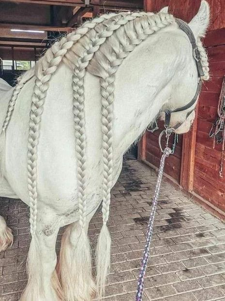 - Cai animale nobile