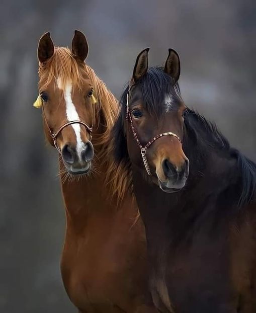  - Cai animale nobile