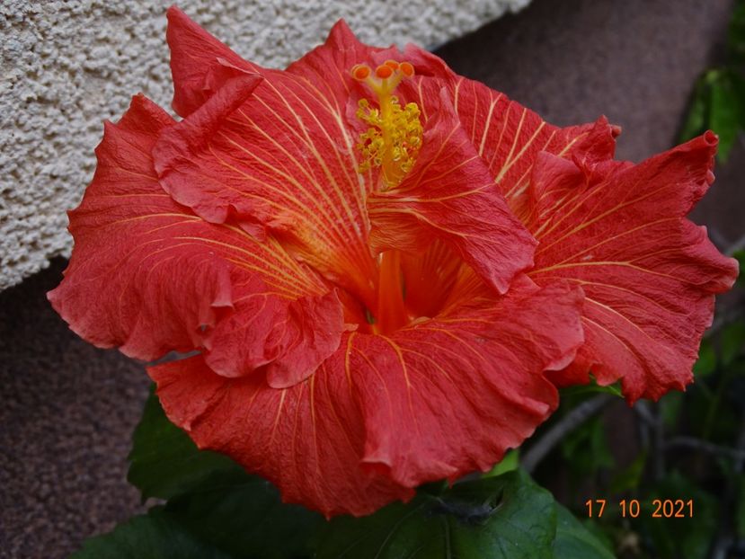  - Hibiscusi