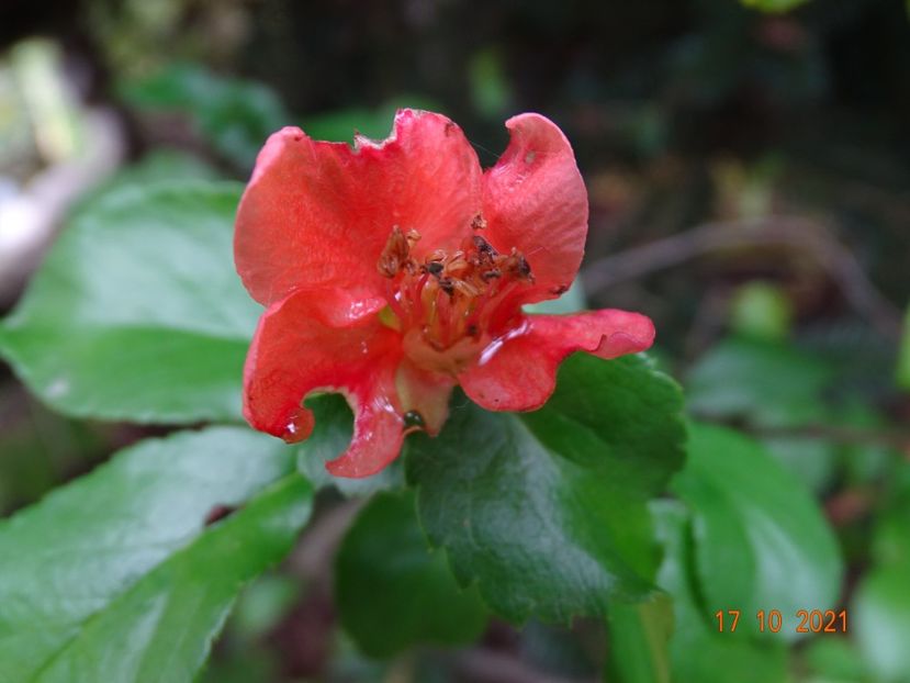  - Copacei si arbusti 2021