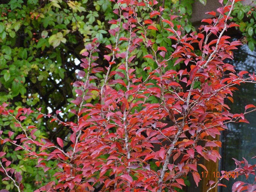  - Copacei si arbusti 2021