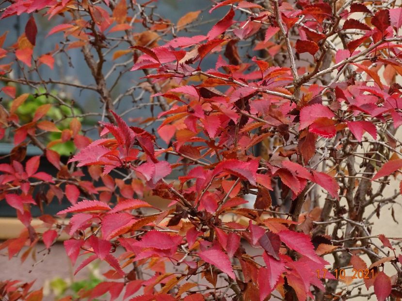  - Copacei si arbusti 2021