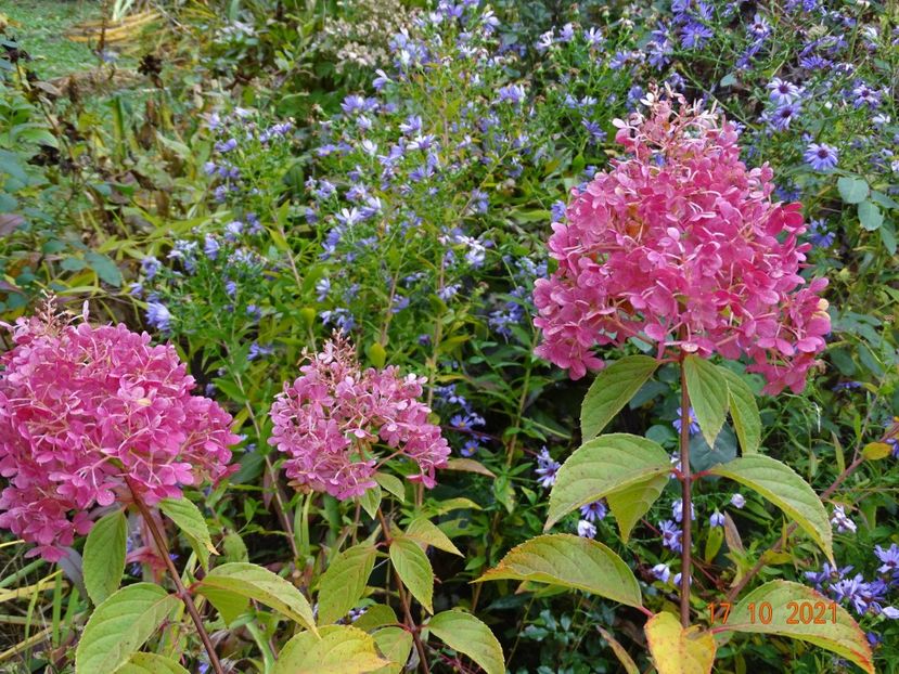  - Copacei si arbusti 2021