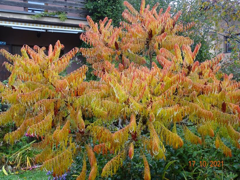  - Copacei si arbusti 2021