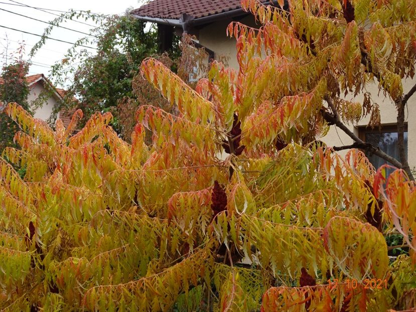  - Copacei si arbusti 2021