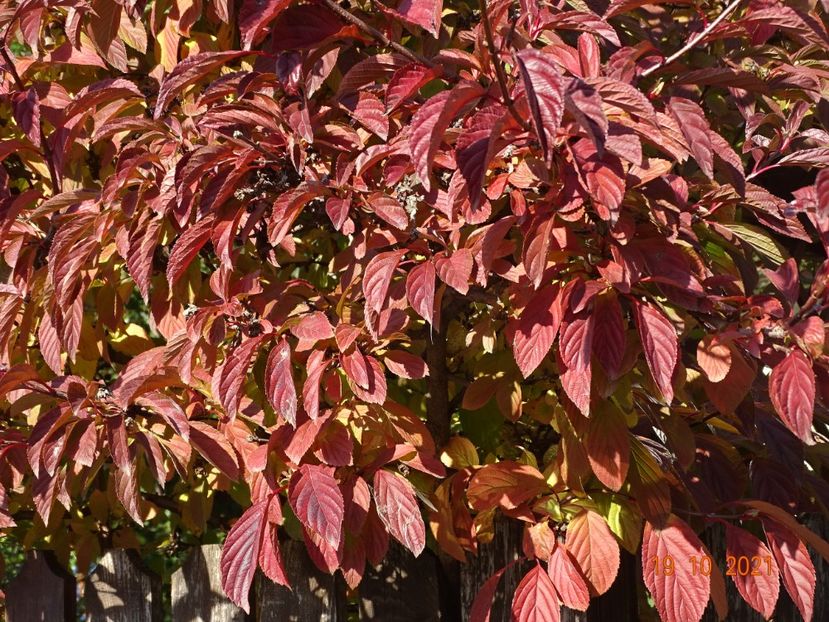  - Copacei si arbusti 2021