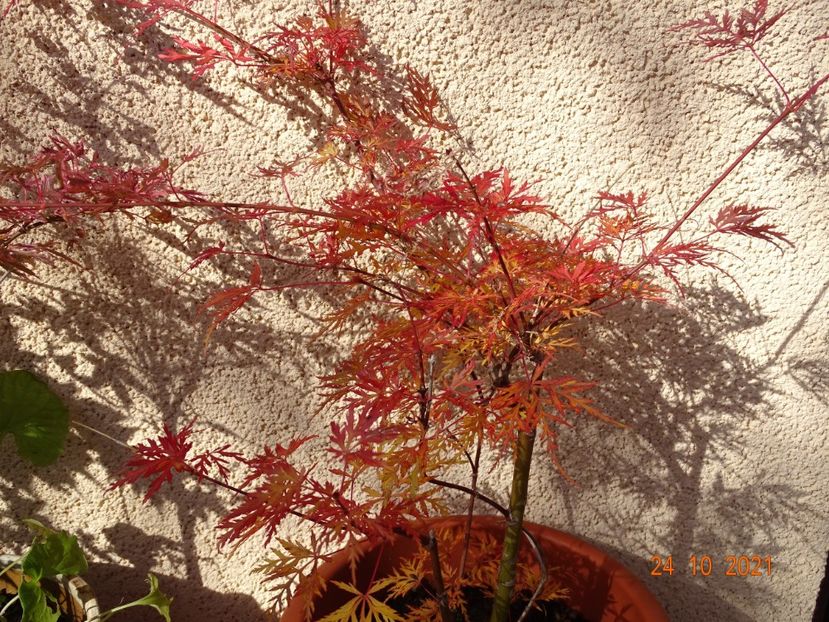  - Copacei si arbusti 2021