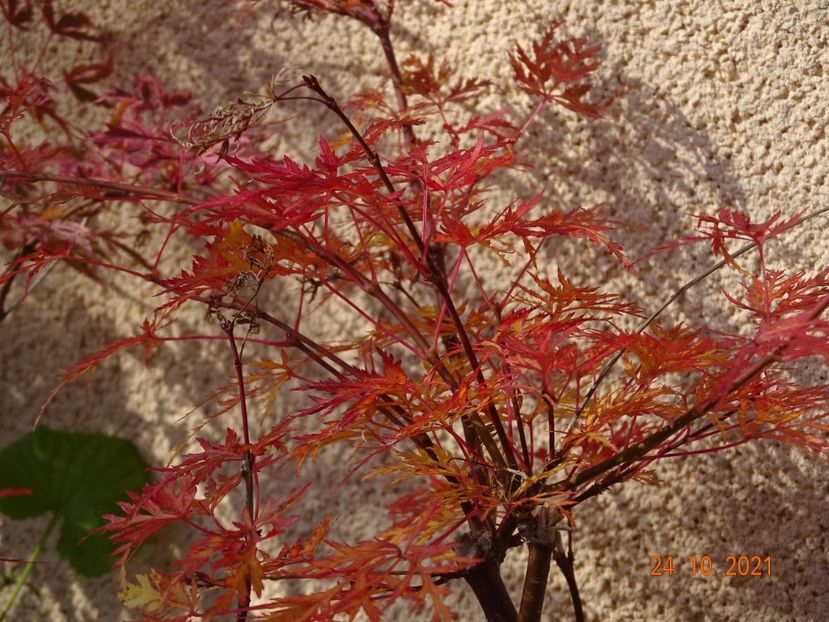  - Copacei si arbusti 2021