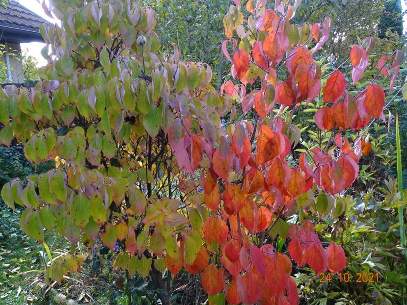  - Copacei si arbusti 2021