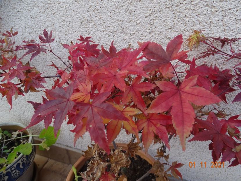  - Copacei si arbusti 2021