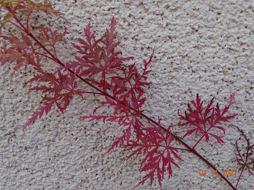  - Copacei si arbusti 2021