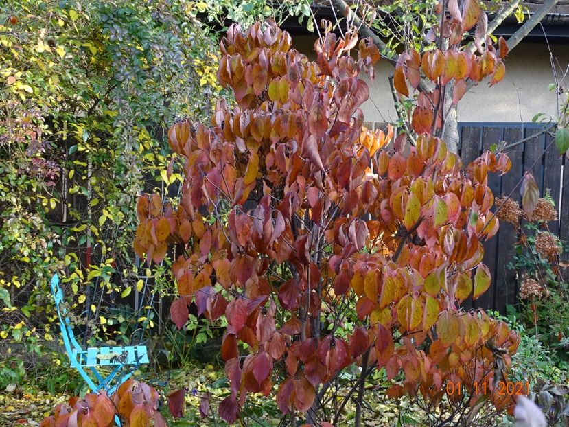  - Copacei si arbusti 2021