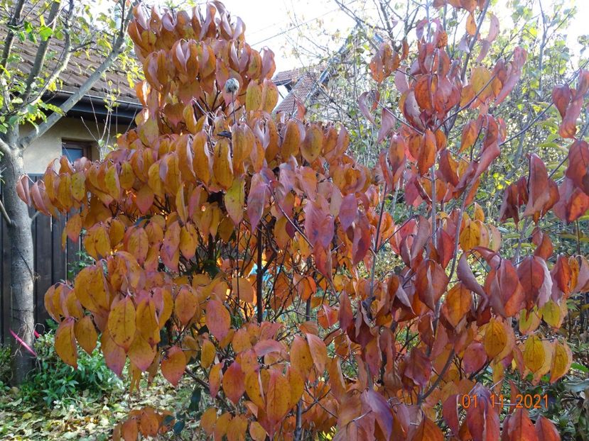  - Copacei si arbusti 2021