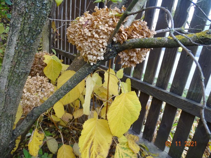  - Copacei si arbusti 2021