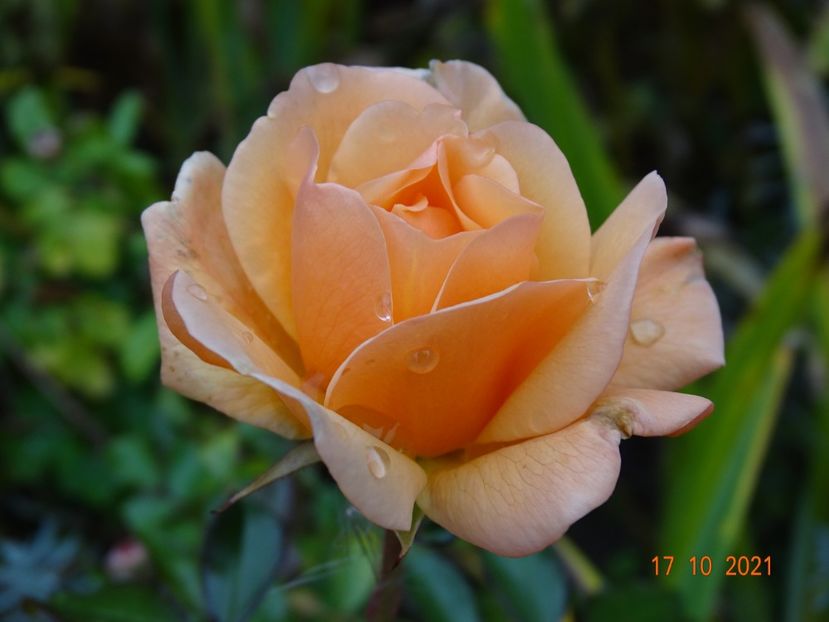  - Trandafiri 2021 -C