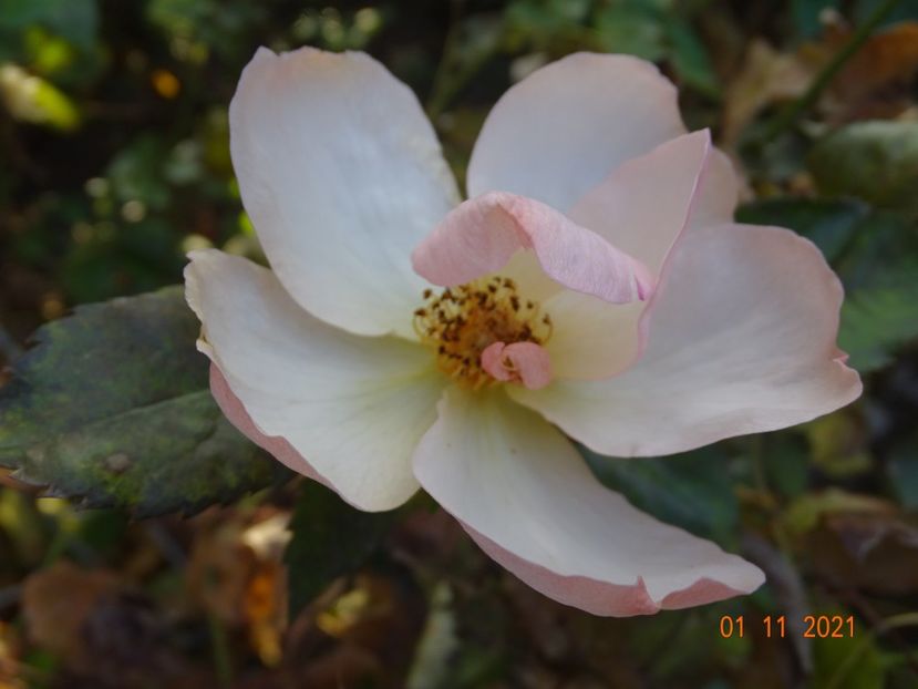  - Trandafiri 2021 -C