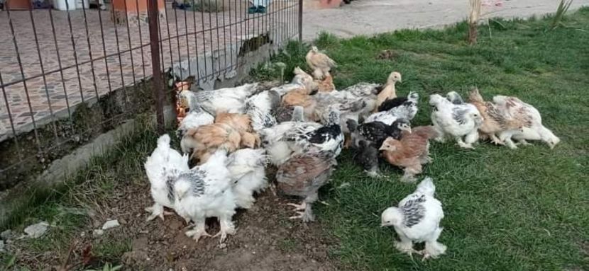 received_594614725072605 - Brahma și restul