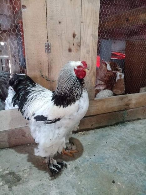 received_272677774863961 - Brahma și restul