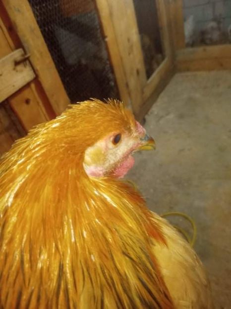 received_441913457278242 - Brahma și restul