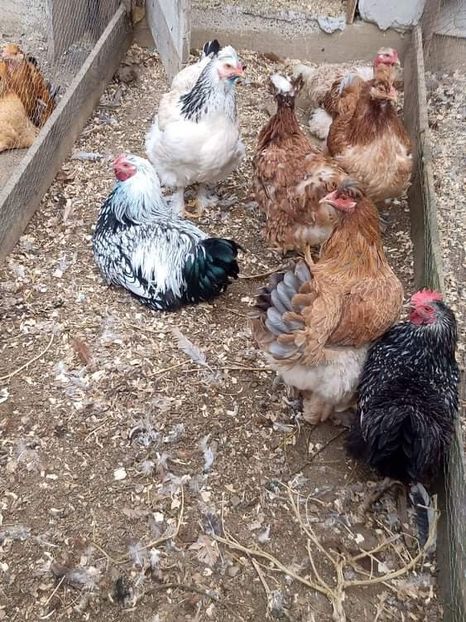 received_924055861546882 - Brahma și restul