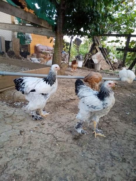 received_4253689928072807 - Brahma și restul