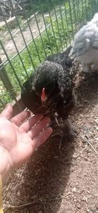 received_289834099669581 - Brahma și restul