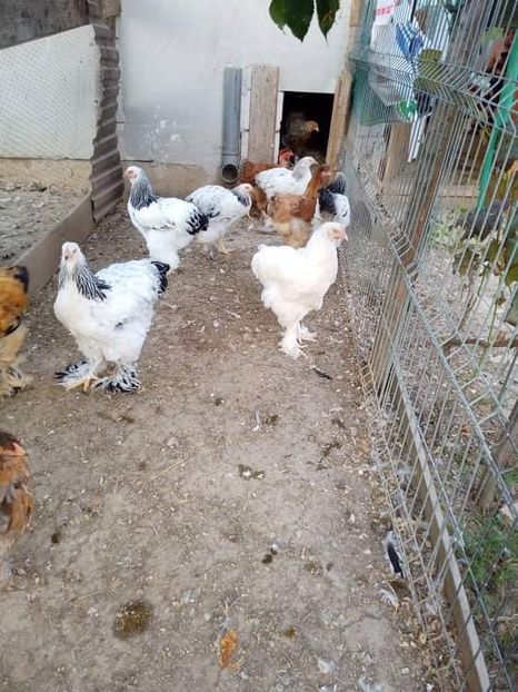 received_1306344779817996 - Brahma și restul