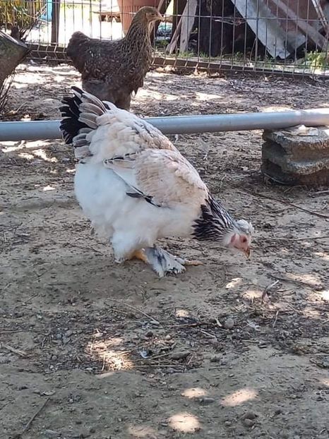 received_735624864501059 - Brahma și restul