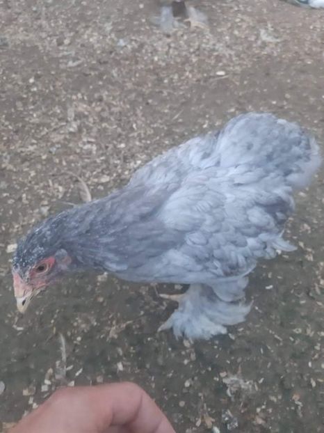 received_663394487977531 - Brahma și restul