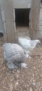 received_416205390211778 - Brahma și restul