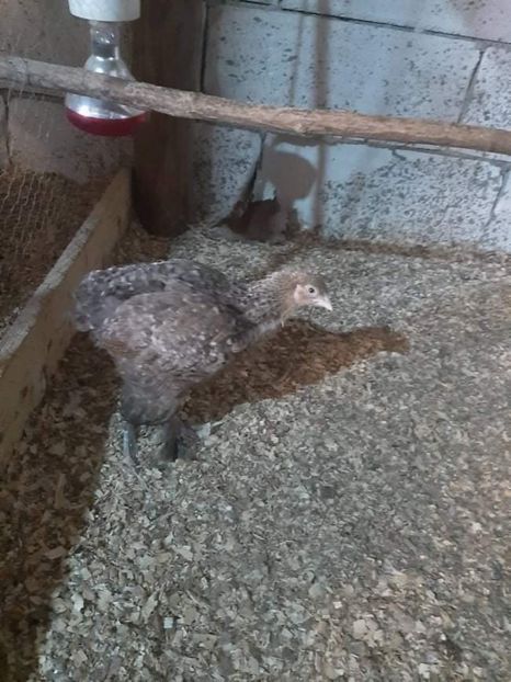 received_423933345835236 - Brahma și restul