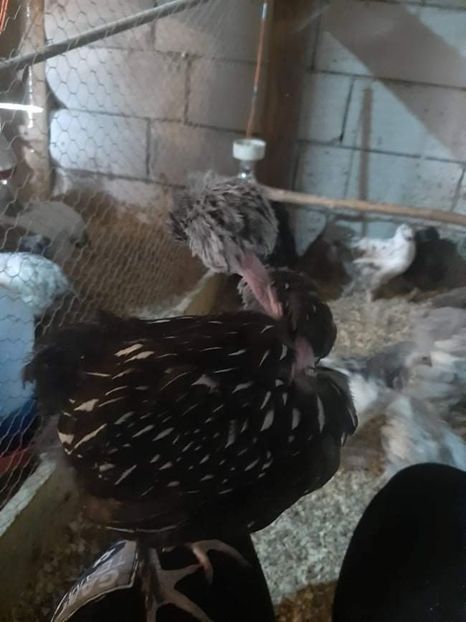 received_971213460272775 - Brahma și restul