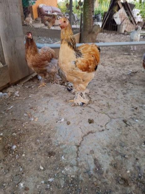 received_1093314174540960 - Brahma și restul