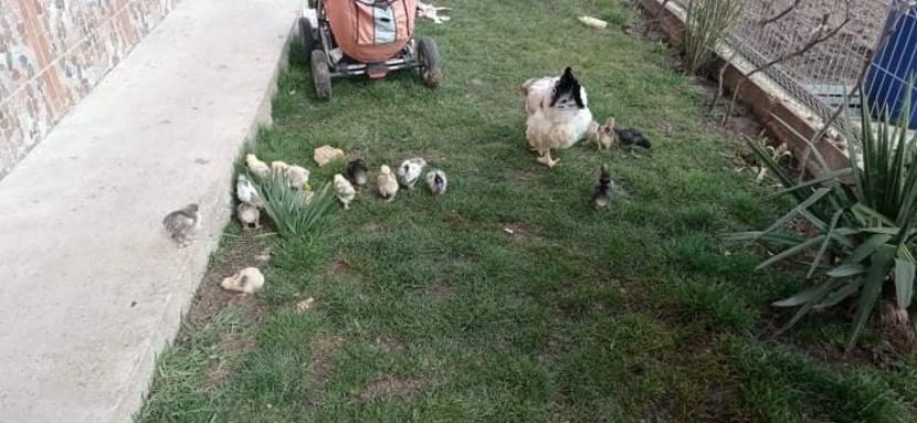 received_584781932580642 - Brahma și restul