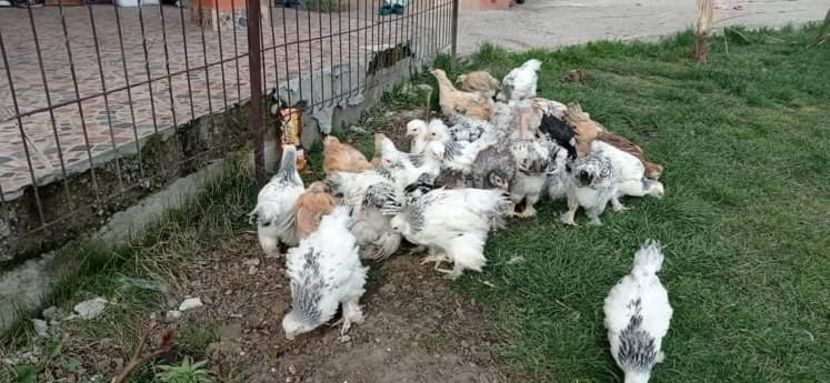 received_419977903011755 - Brahma și restul