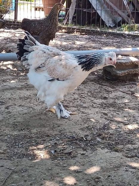 received_169141032095994 - Brahma și restul