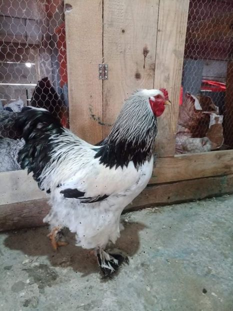 received_548122103177386 - Brahma și restul