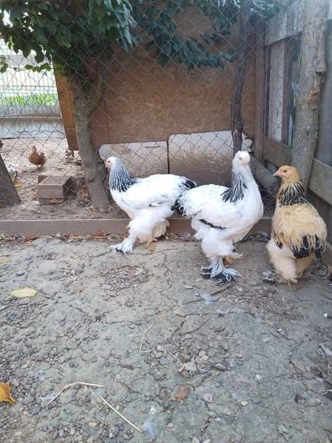 received_1345913952489927 - Brahma și restul