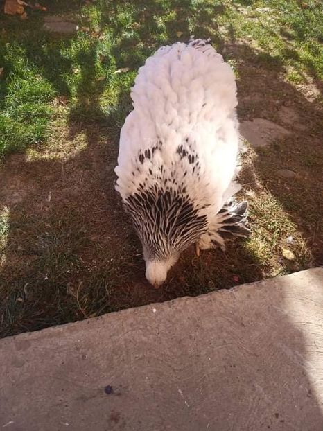 received_273678791435350 - Brahma și restul