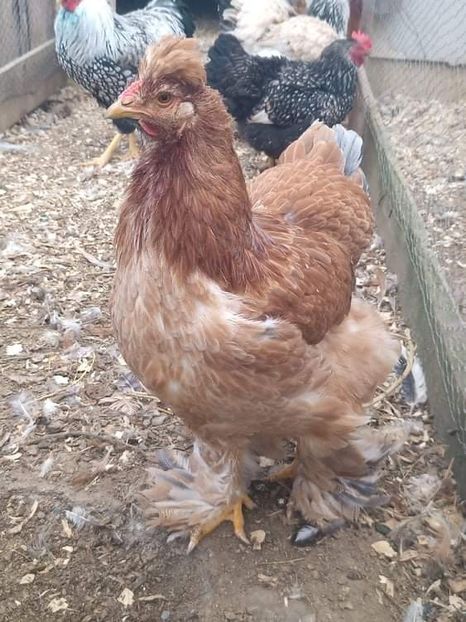 received_246243584151046 - Brahma și restul